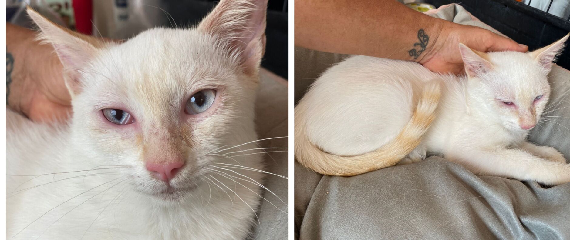 Radio Zampetta Sarda: Renata è stata abbandonata, chi la vuole adottare?