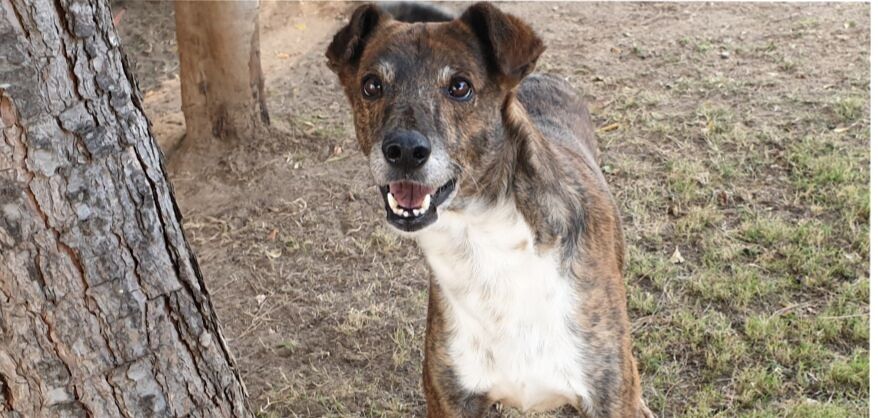 Adotta un cane dal canile di Cagliari: Fritz aspetta una famiglia da 6 anni, aiutiamolo