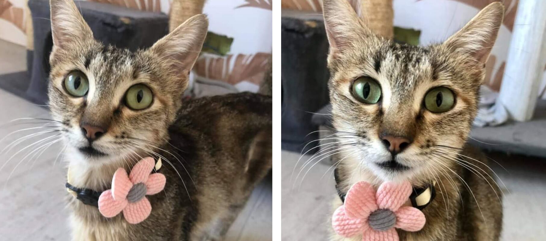 Radio Zampetta Sarda, aiutiamo Principessa Leila a trovare una famiglia