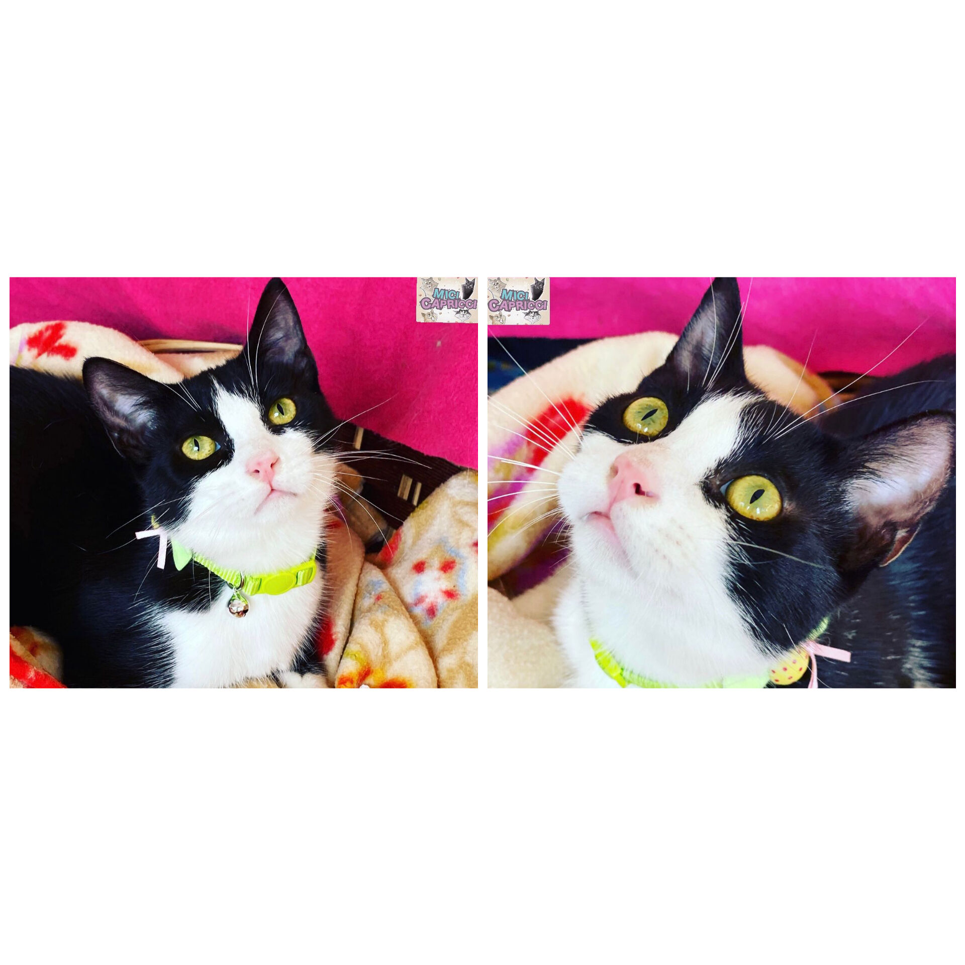 A Radio Zampetta Sarda l’appello per Lacci, abbandonato in strada