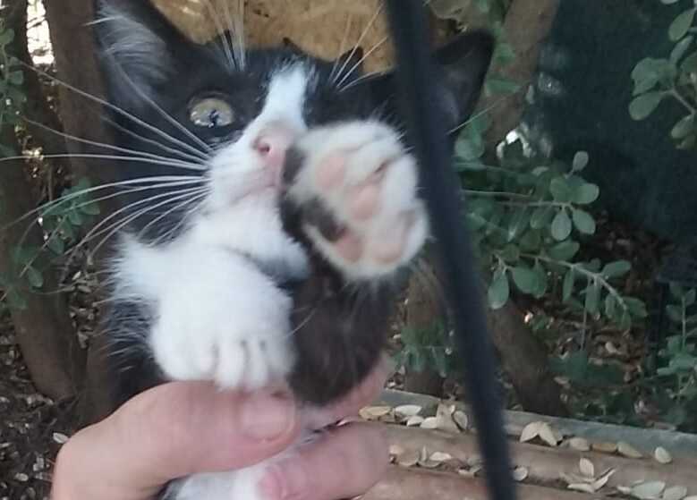 “Ragazzini che tormentano i gatti di Terramaini e genitori irritati con le volontarie che protestano: una micina è sparita”
