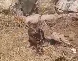 Cagliari, in pericolo la colonia di gatti dell’Anfiteatro: “Un anziano uccide i micetti a bastonate”