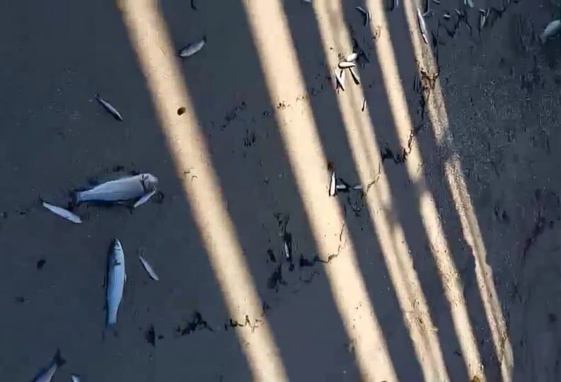 “La spiaggia e il mare di Capoterra pieni di pesci morti, ovunque davanti al pontile: che succede?” (VIDEO)