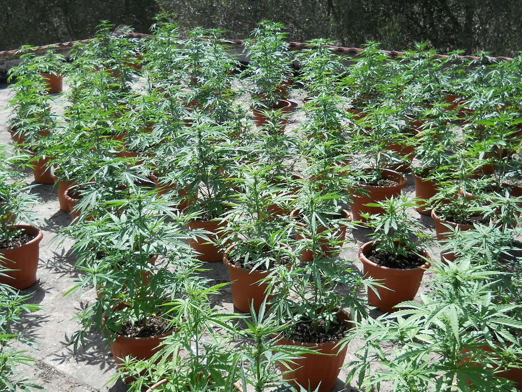 Autista di San Gavino Monreale si reinventa pusher, scovata una maxi serra di marijuana nel podere