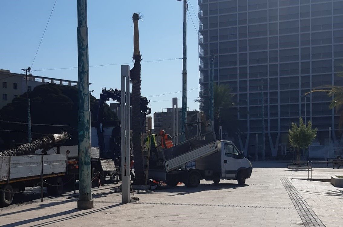 Lungomare di Cagliari, piantate 13 nuove palme in sostituzione di quelle danneggiate dal punteruolo rosso