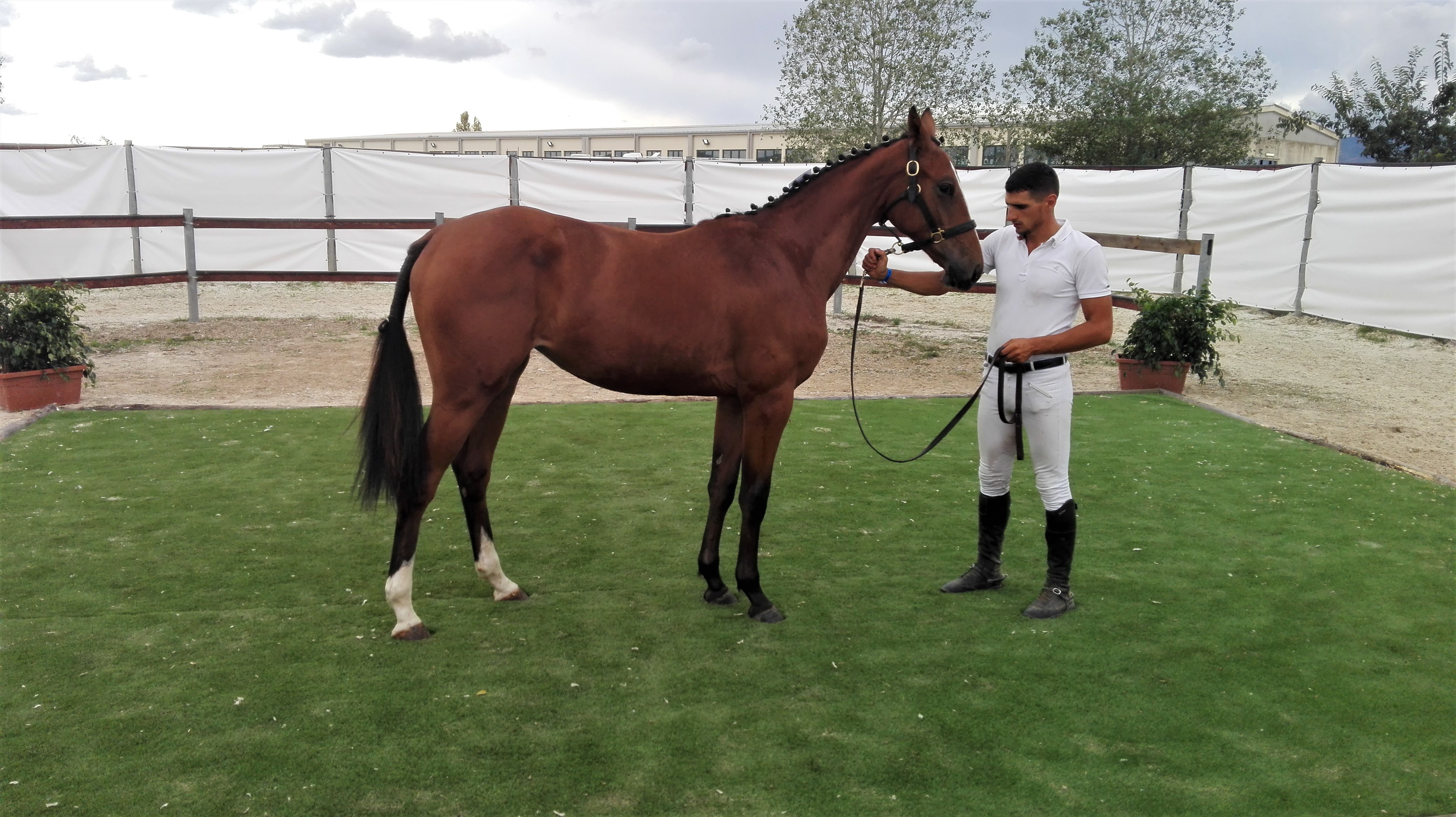 Allevamento e sport: ad Abbasanta il Premio Regionale con quasi 300 cavalli