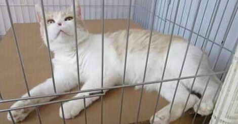 Radio Zampetta Sarda: aiutiamo Princi a raggiungere la sua famiglia, serve staffetta