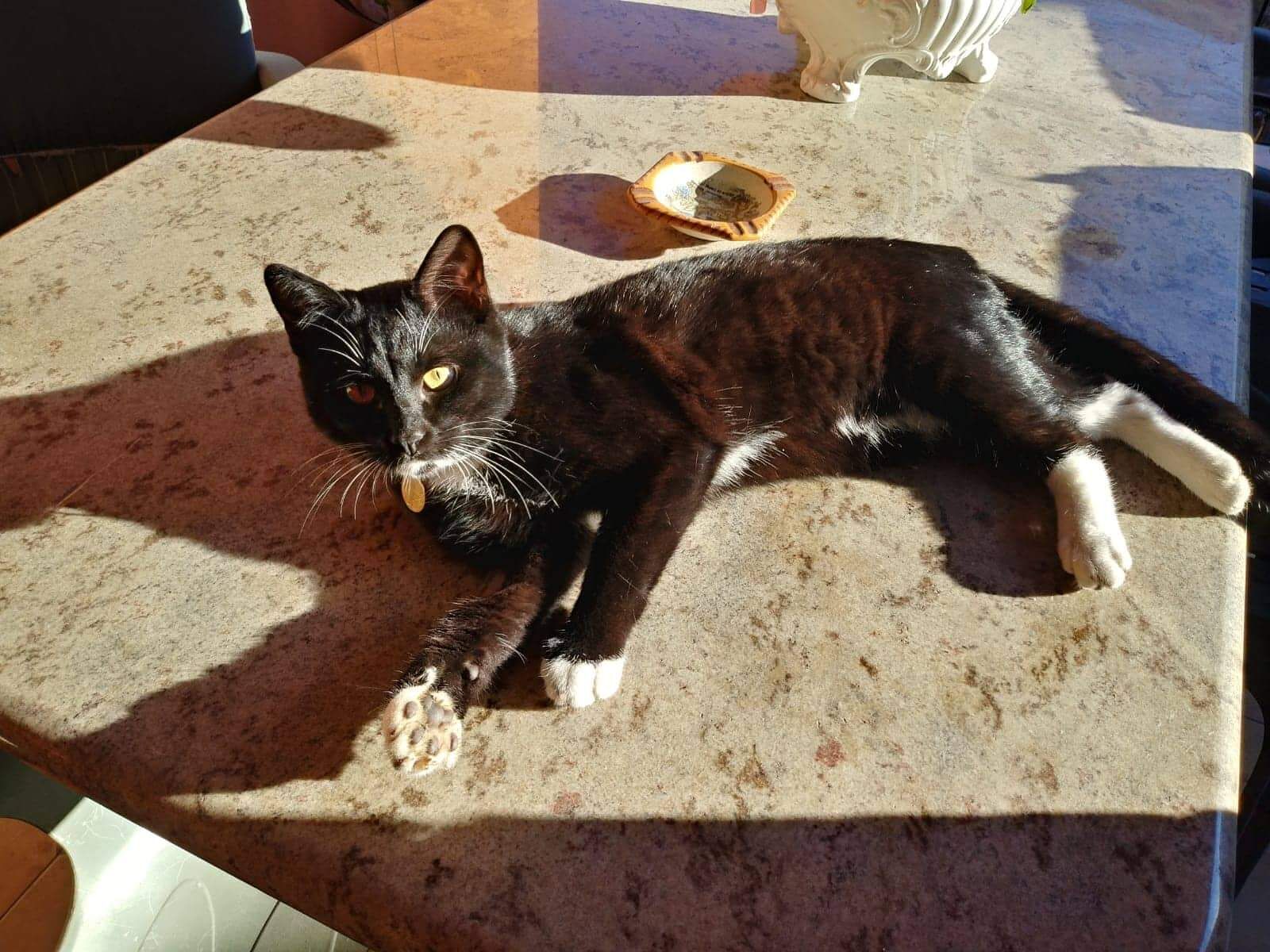 Sos a Radio Zampetta Sarda per Morgan, il gattino di un anno e mezzo smarrito a Sestu