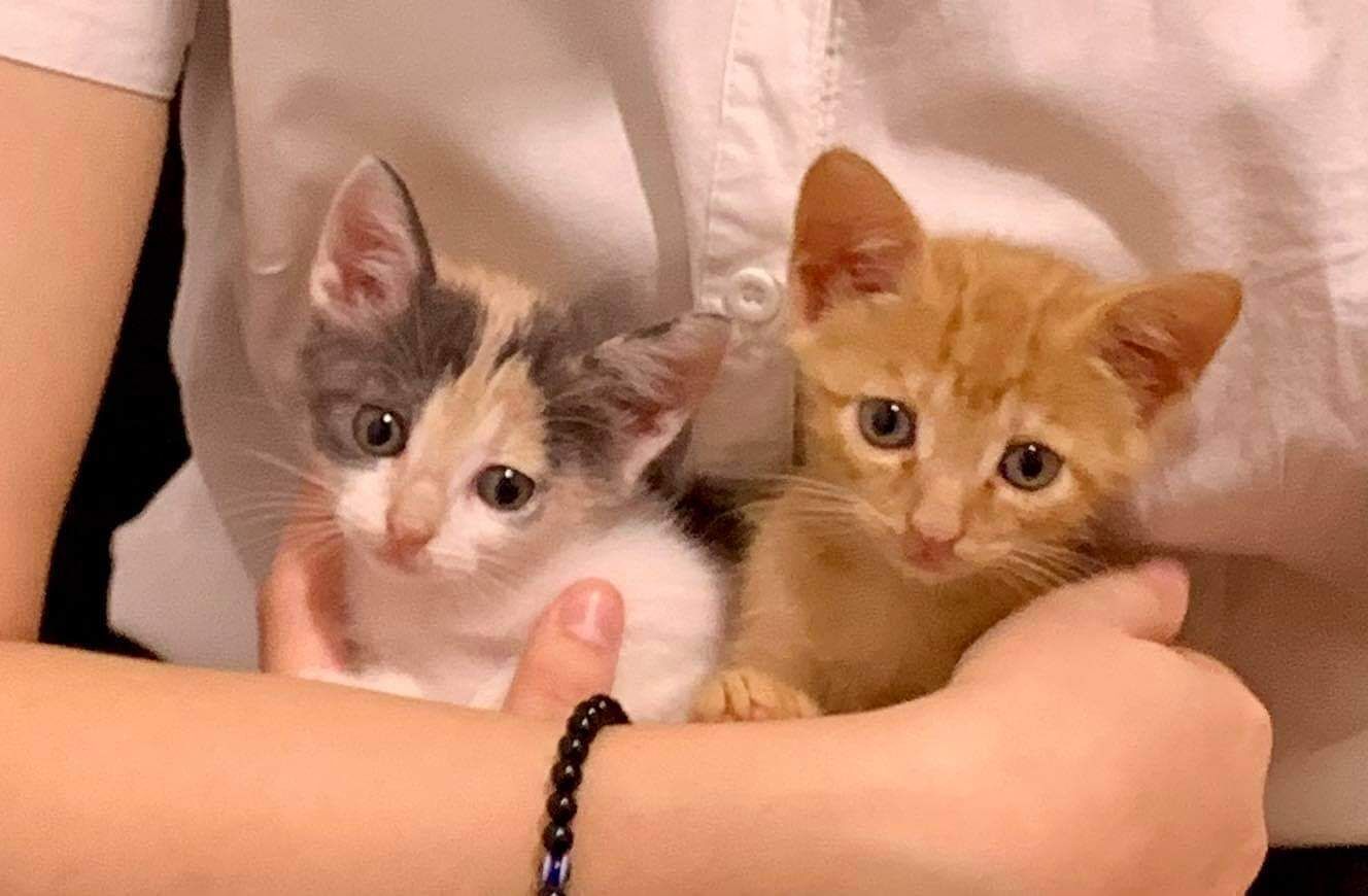 A Radio Zampetta Sarda l’appello per due gattini che cercano adozione di coppia