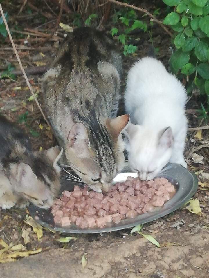 Da Alghero un appello a Radio Zampetta Sarda per aiutare una volontaria: “Seguo 2 colonie, aiutatemi”