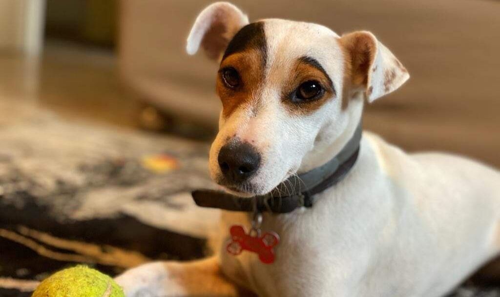 A Radio Zampetta Sarda un appello da Cuglieri per ritrovare Mila