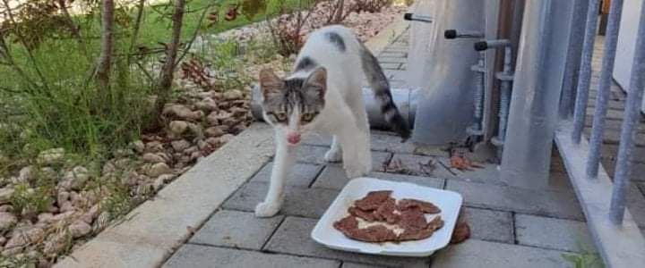 Radio Zampetta Sarda: sos per Crispy, rischia la vita