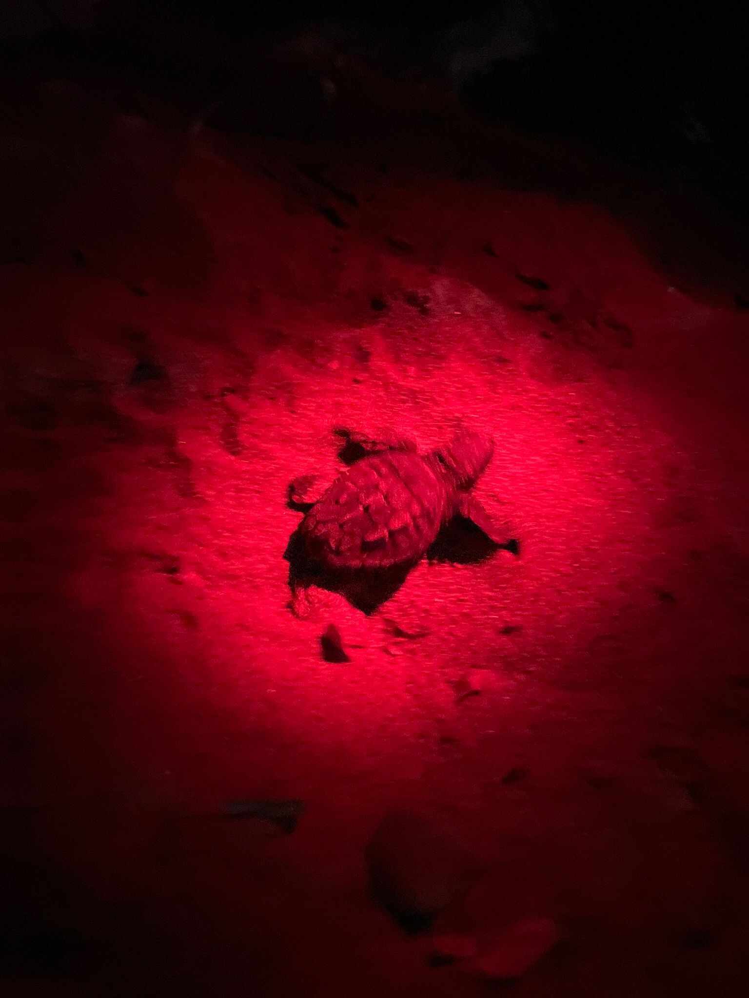 Pula, a Is Figus il miracolo della natura: nascono 69 tartarughine e prendono il largo per la loro vita in mare