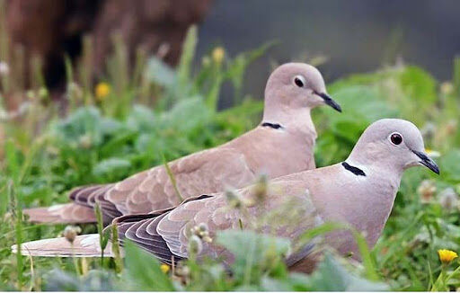Vittoria degli ecologisti, stop alla caccia alla tortora in Sardegna