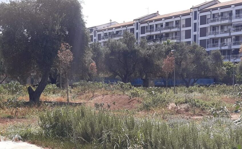 Allarme a Cagliari: “Non aprite quel giardino, c’è l’erba del diavolo velenosa e tossica”