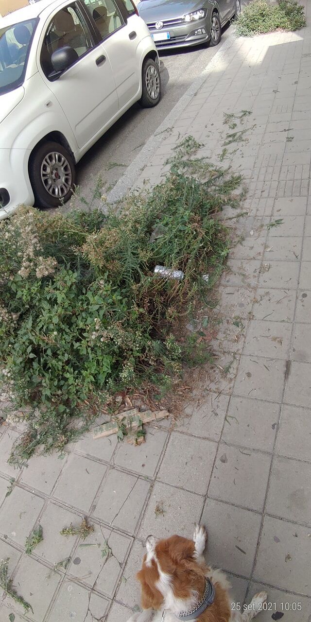 Quartu, i vandali prendono di mira le aiuole di via Volta: “Chi si occupa del verde pubblico trasforma la città in immondezzaio”