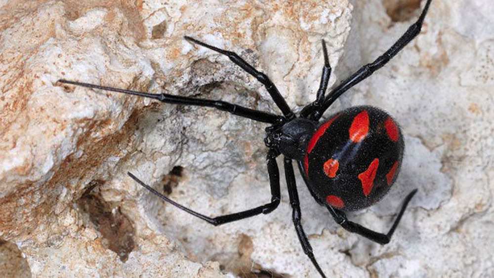 Paura a Cagliari, una vedova nera velenosa nella scuola di via Garavetti: tutti a casa