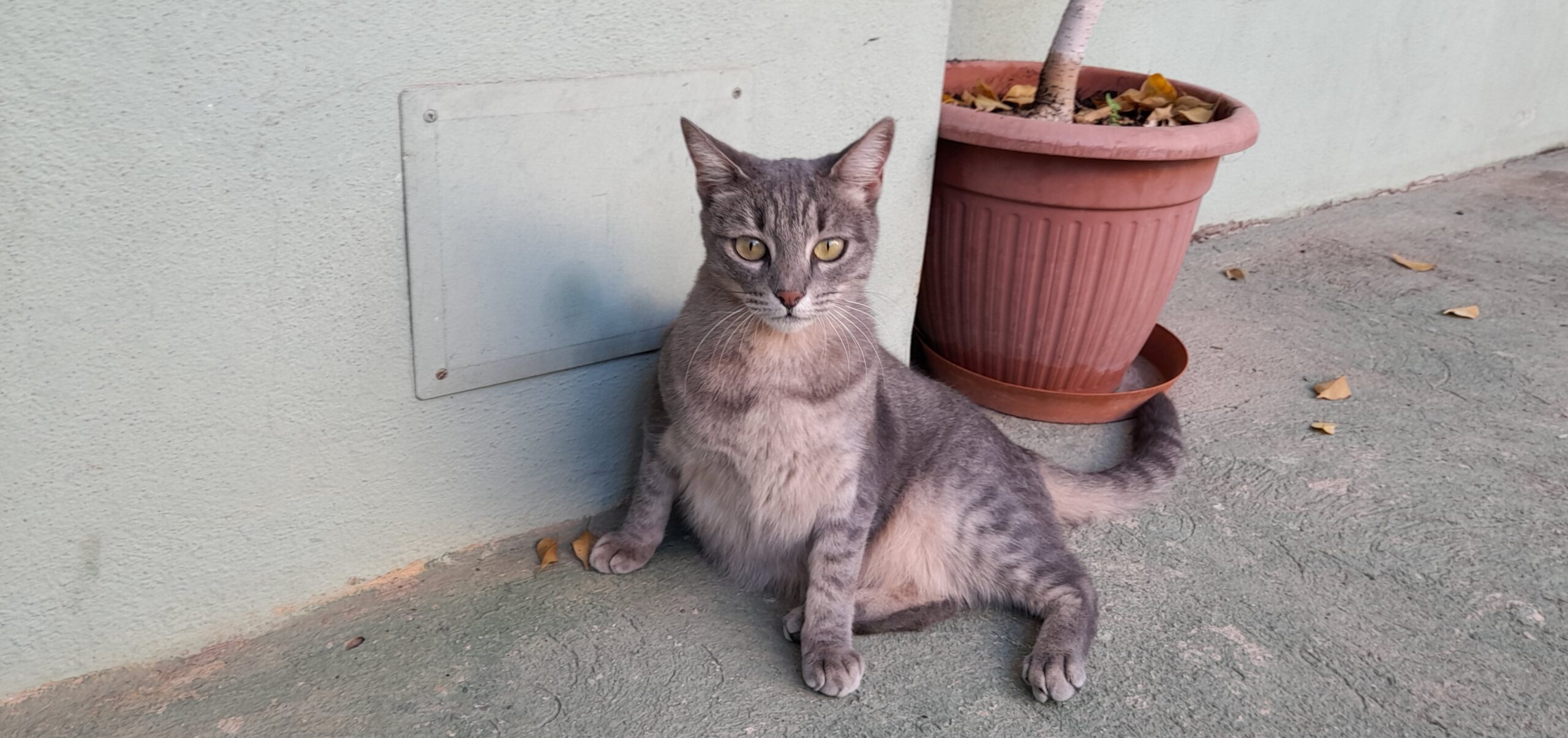 Gattina tigrata segnalata a Quartu, si è smarrita: chi la riconosce?