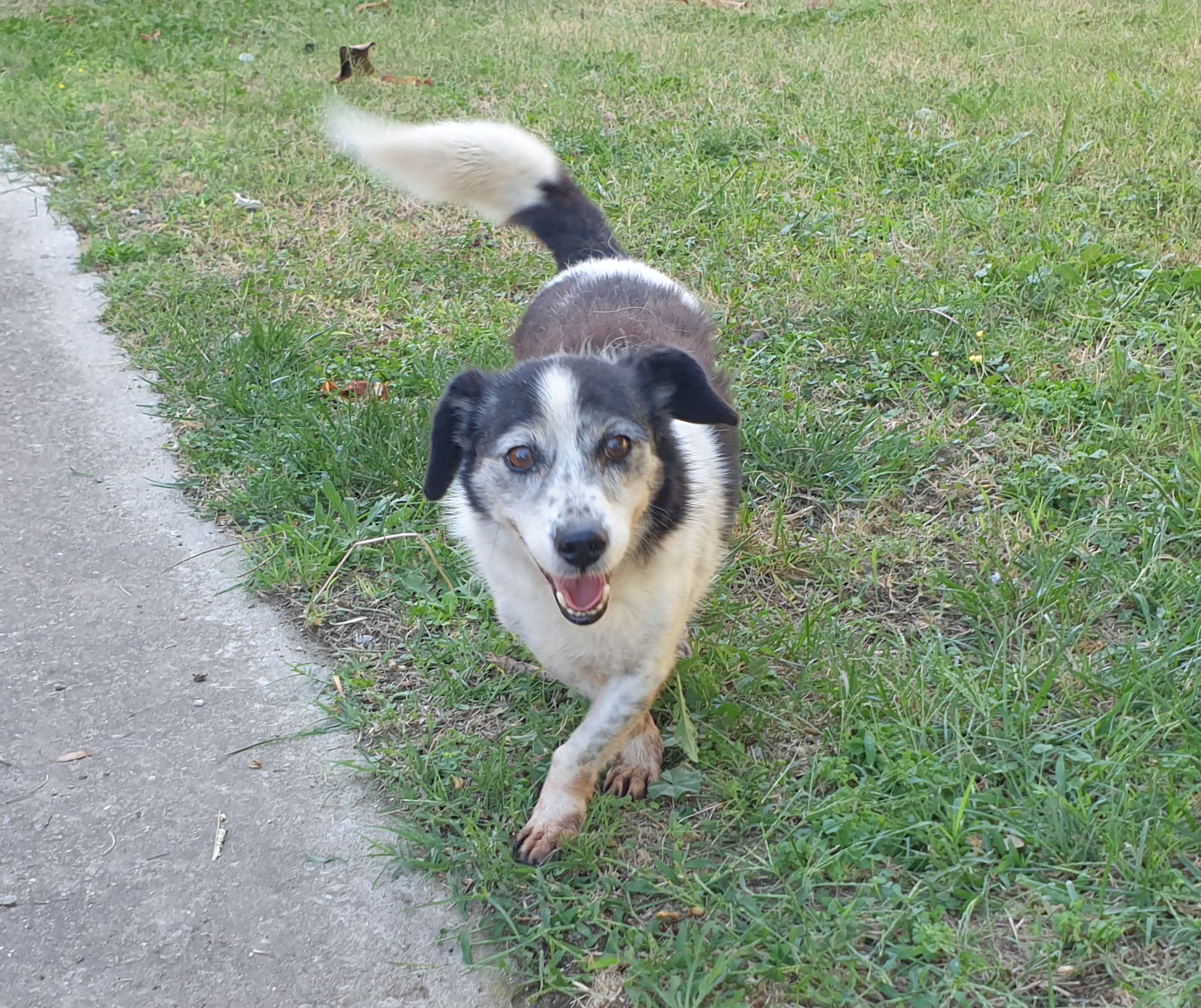 Adotta un cane dal canile di Cagliari: ecco a voi Asso