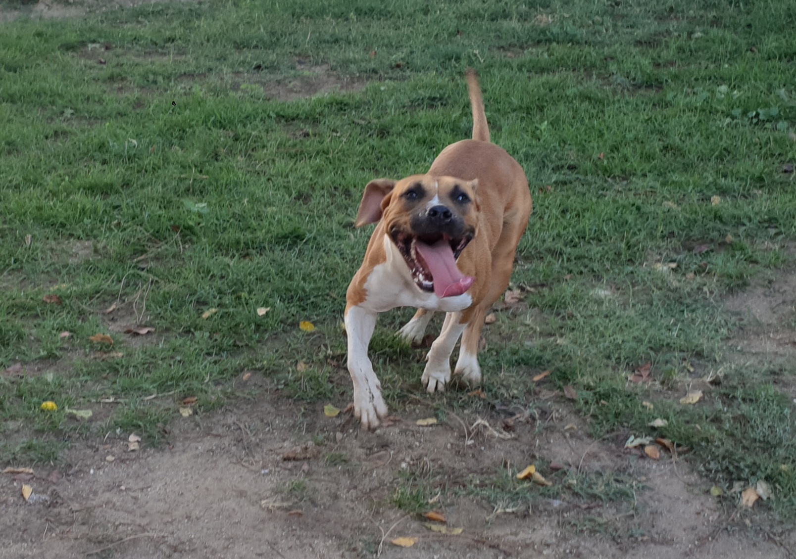 Adotta un cane del canile di Cagliari: Coca, 9 mesi di affetto e esuberanza