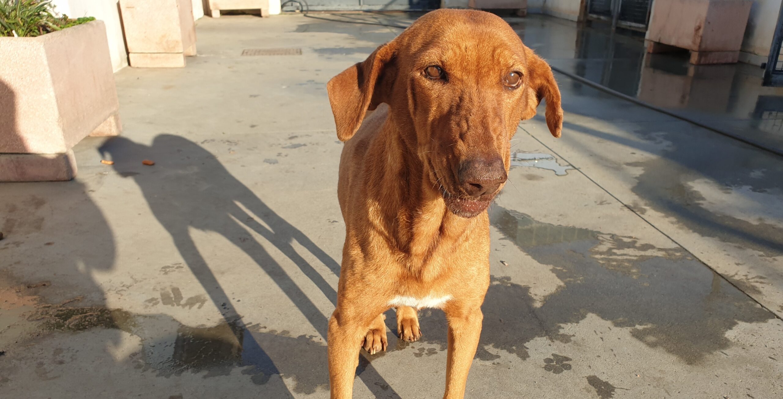 Adotta un cane dal canile di Cagliari: Etna la dolce cagnolina che vive in simbiosi con Emma