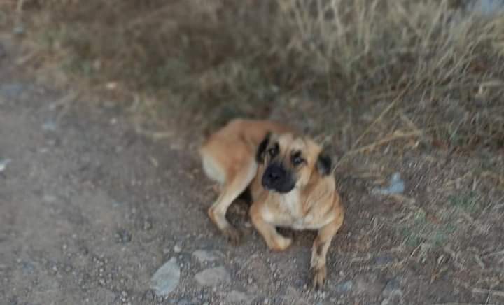 Radio Zampetta Sarda: adozione del cuore per una dolce cagnolina di strada