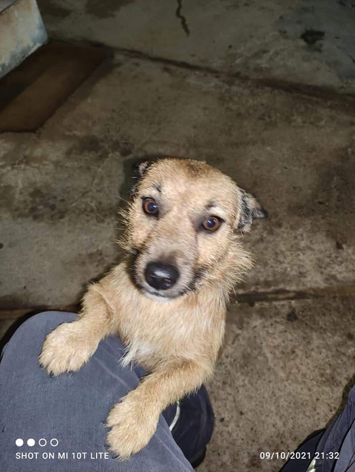 Radio Zampetta Sarda, aaa aiutiamo questo dolce cagnolino: “Si è perso alle saline di Macchiareddu, di chi è?”