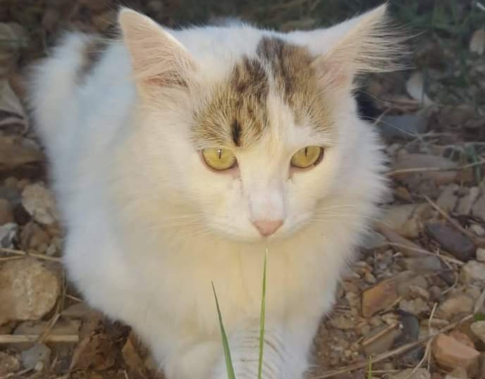 Milo, il dolcissimo gatto che vive in un garage ad Assemini: chi vuole adottarlo?