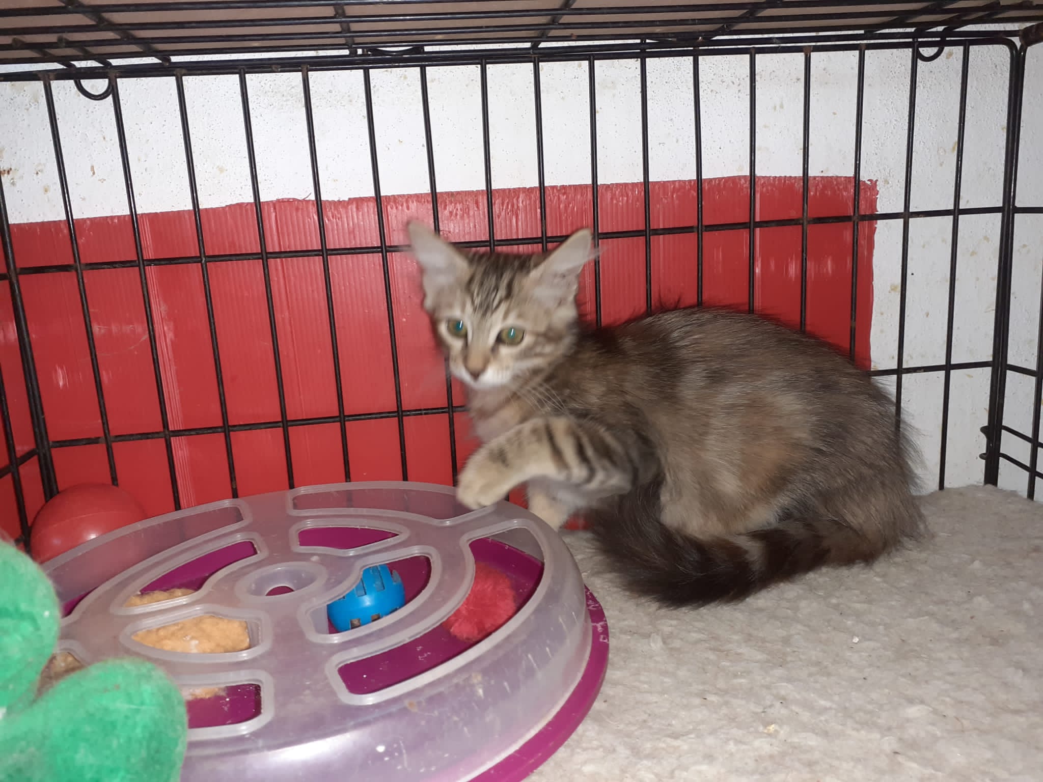 A Radio Zampetta Sarda la storia di Minnie che attende una famiglia