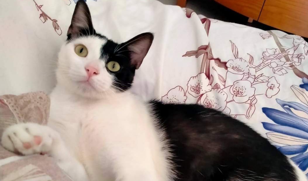 A Radio Zampetta Sarda per ritrovare Mio, scomparso da Quartu