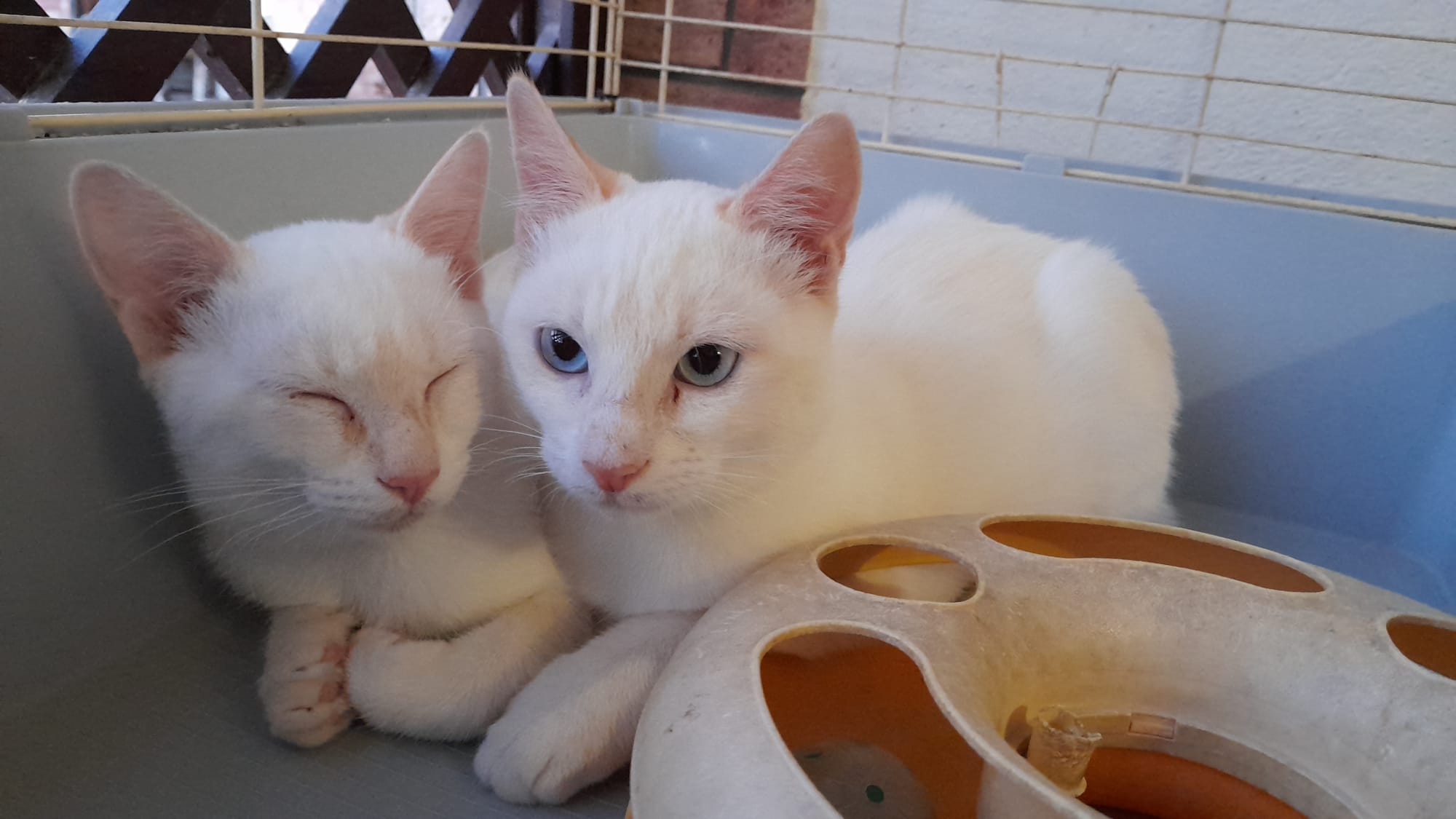 A Radio Zampetta Sarda l’appello per un’adozione di coppia