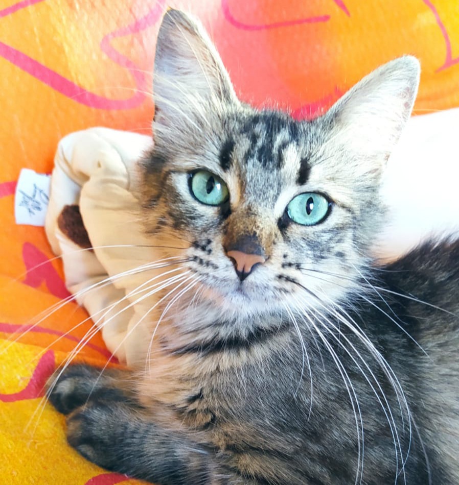 Radio Zampetta Sarda, appello per adottare la gattina Esmeralda