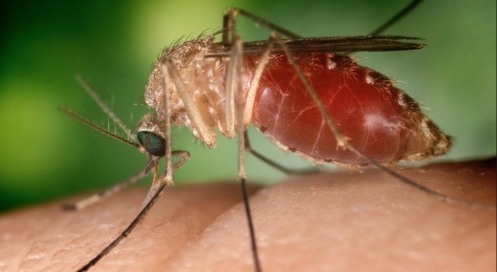Febbre del Nilo: 6 casi in Sardegna. L’avvertimento alla popolazione: “Non fatevi pungere dalle zanzare”