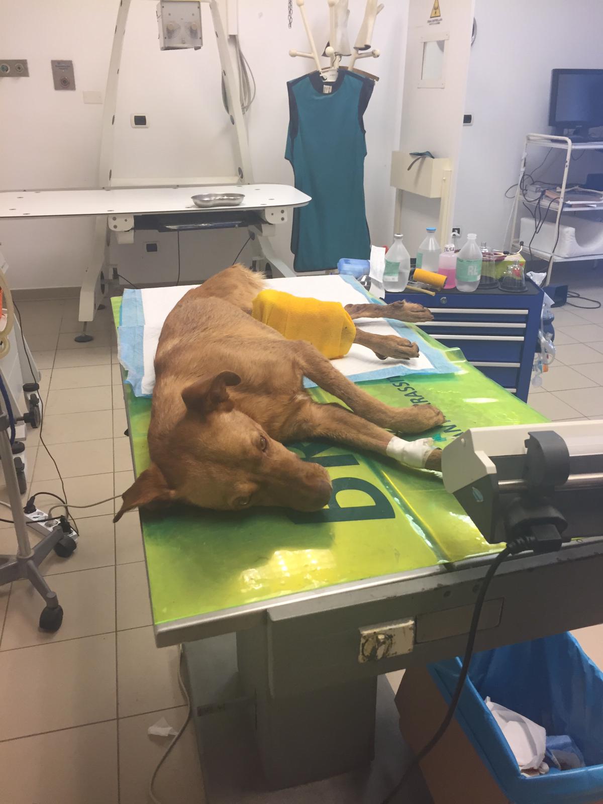 Appello per le cure veterinarie di Scooby a Radio Zampetta Sarda