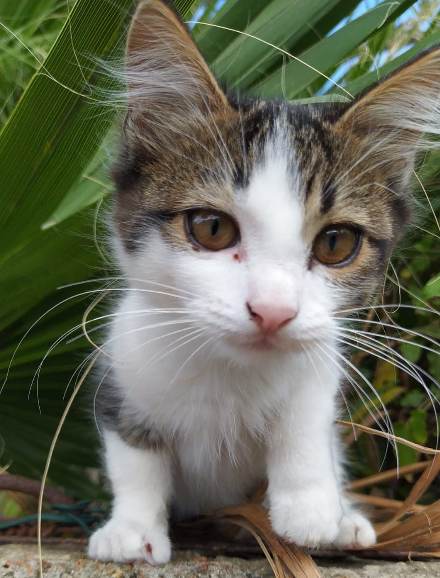 Adozione del cuore per la piccola Cheri a Radio Zampetta Sarda