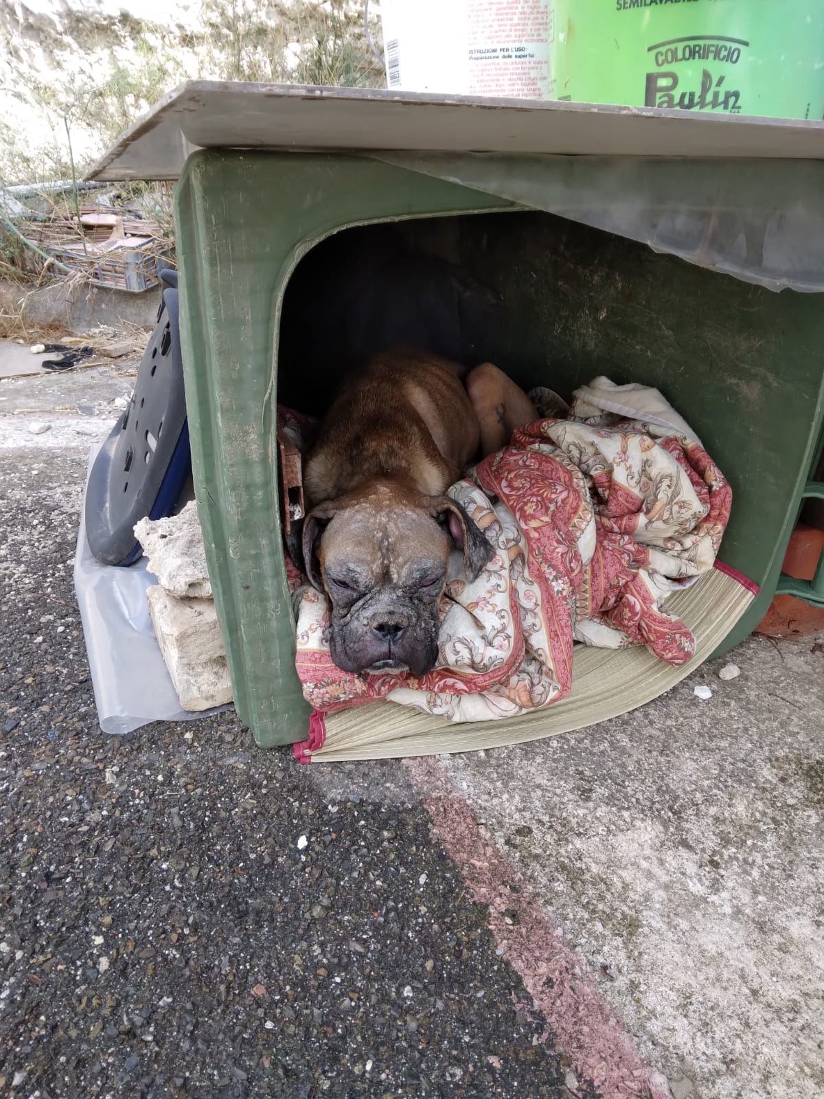 A Radio Zampetta Sarda l’appello di Roberto: “Boxer abbandonata e denutrita, aiutiamola”