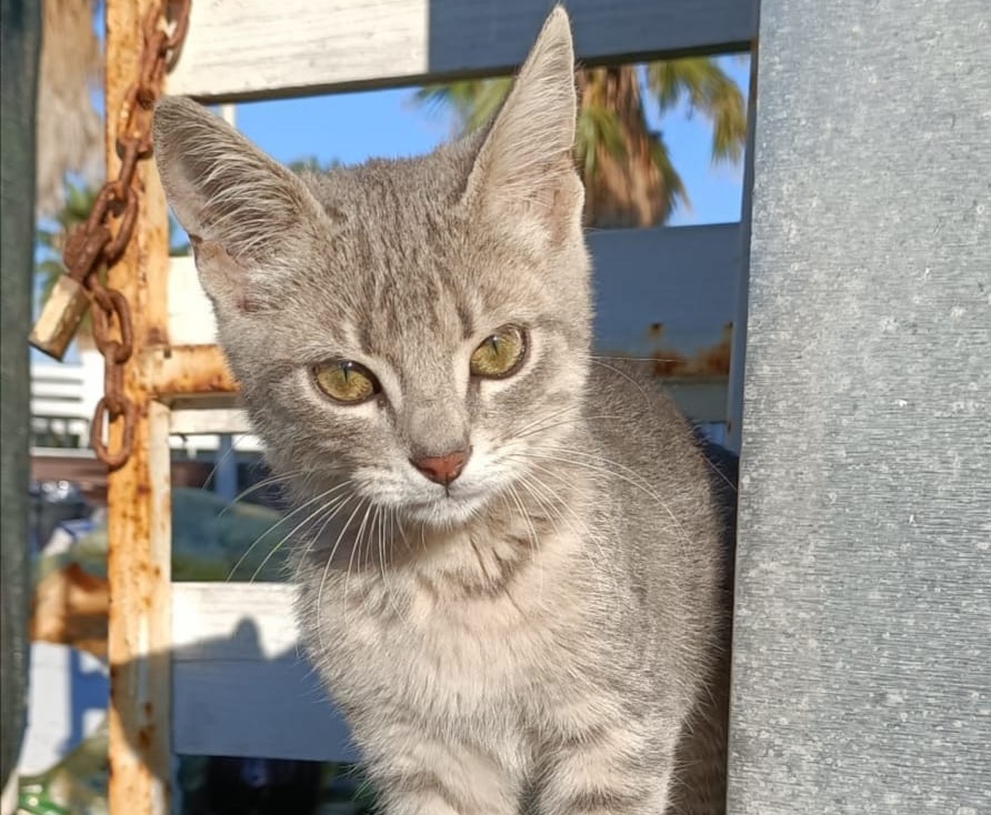 Radio Zampetta Sarda: “Adottate Sissy, la meravigliosa principessina di soli tre mesi”