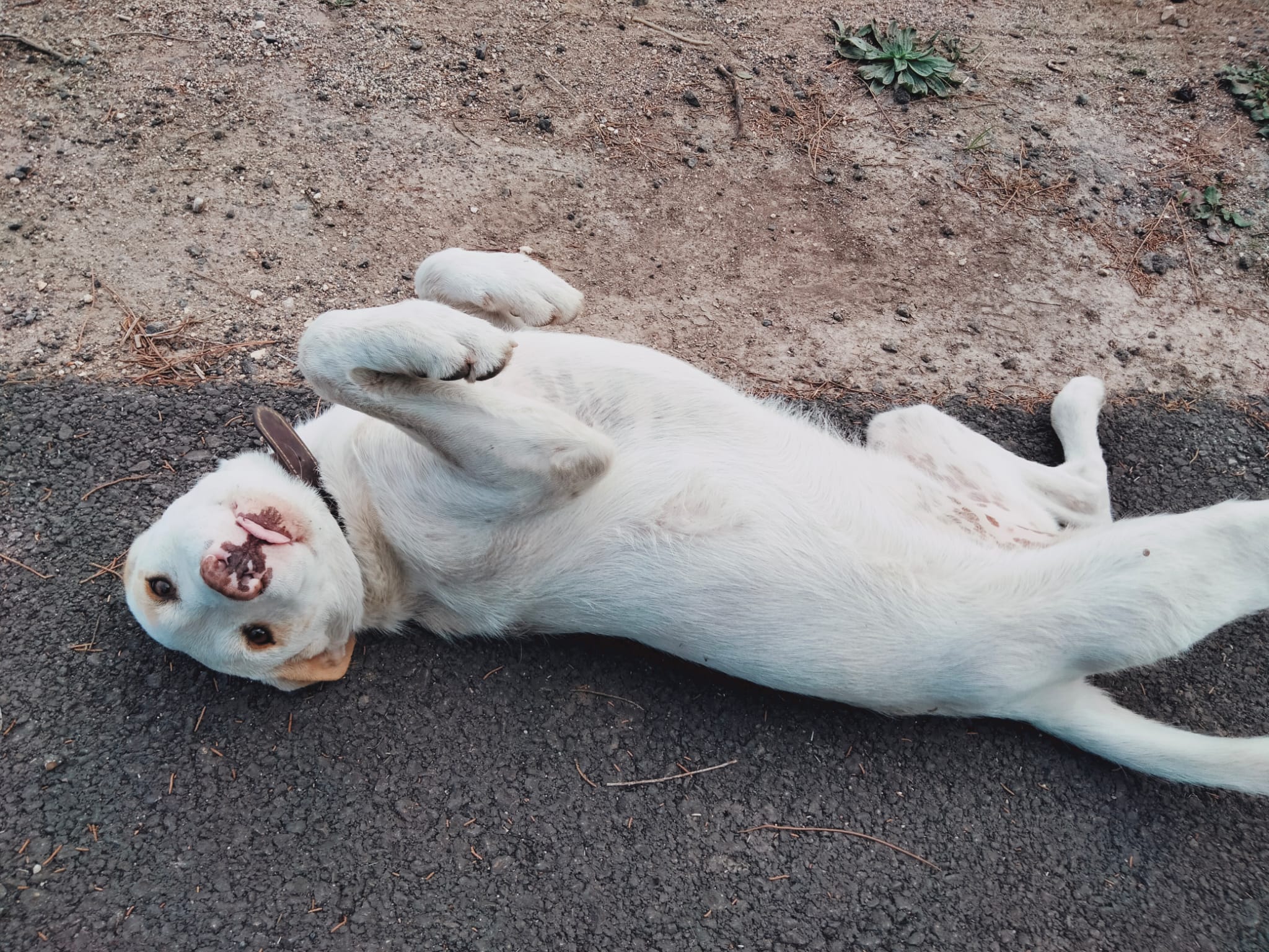Radio Zampetta Sarda, cercasi famiglia per la cucciolona Sabbia