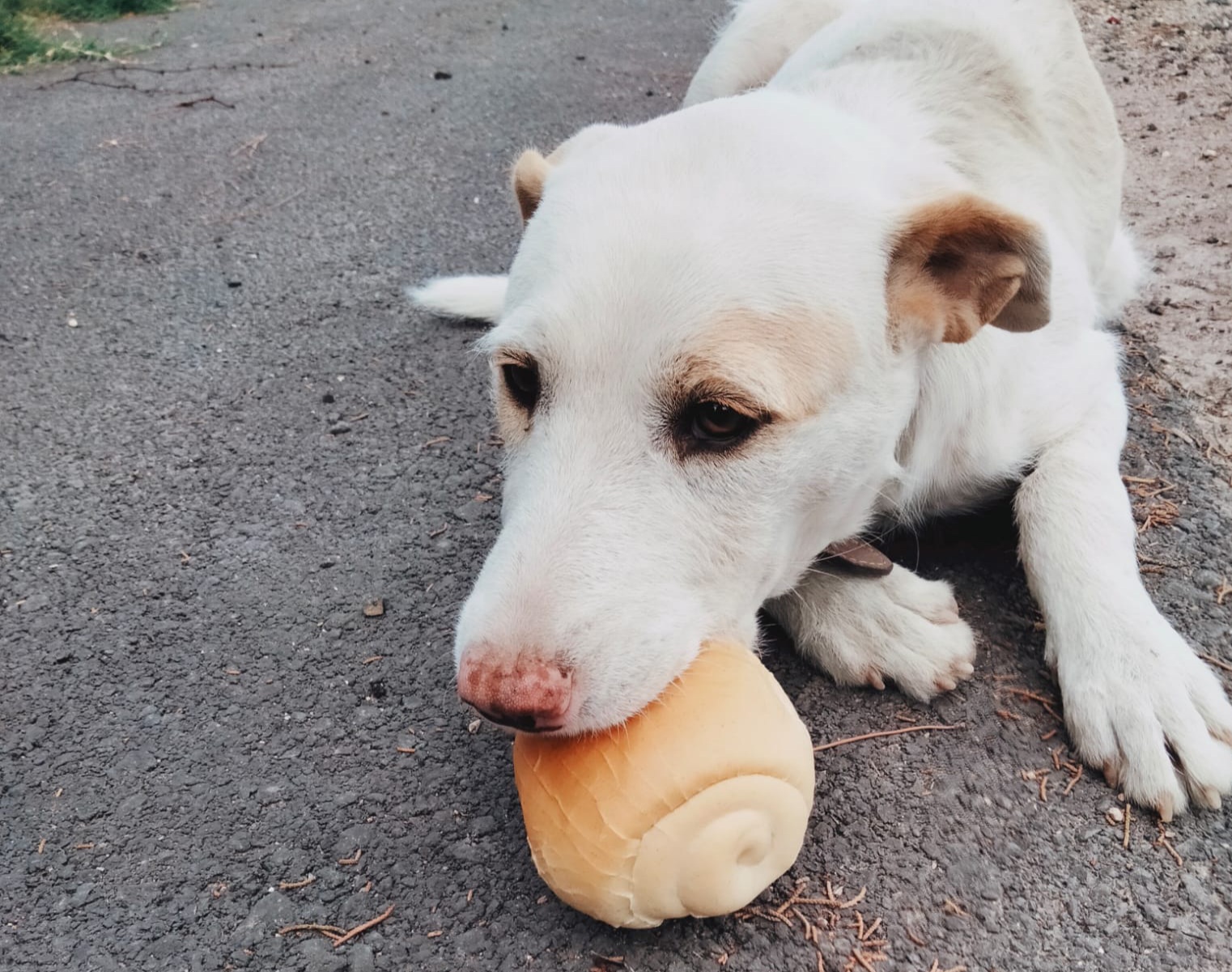 Radio Zampetta Sarda, appello del cuore per salvare una dolcissima cucciola di 7 mesi