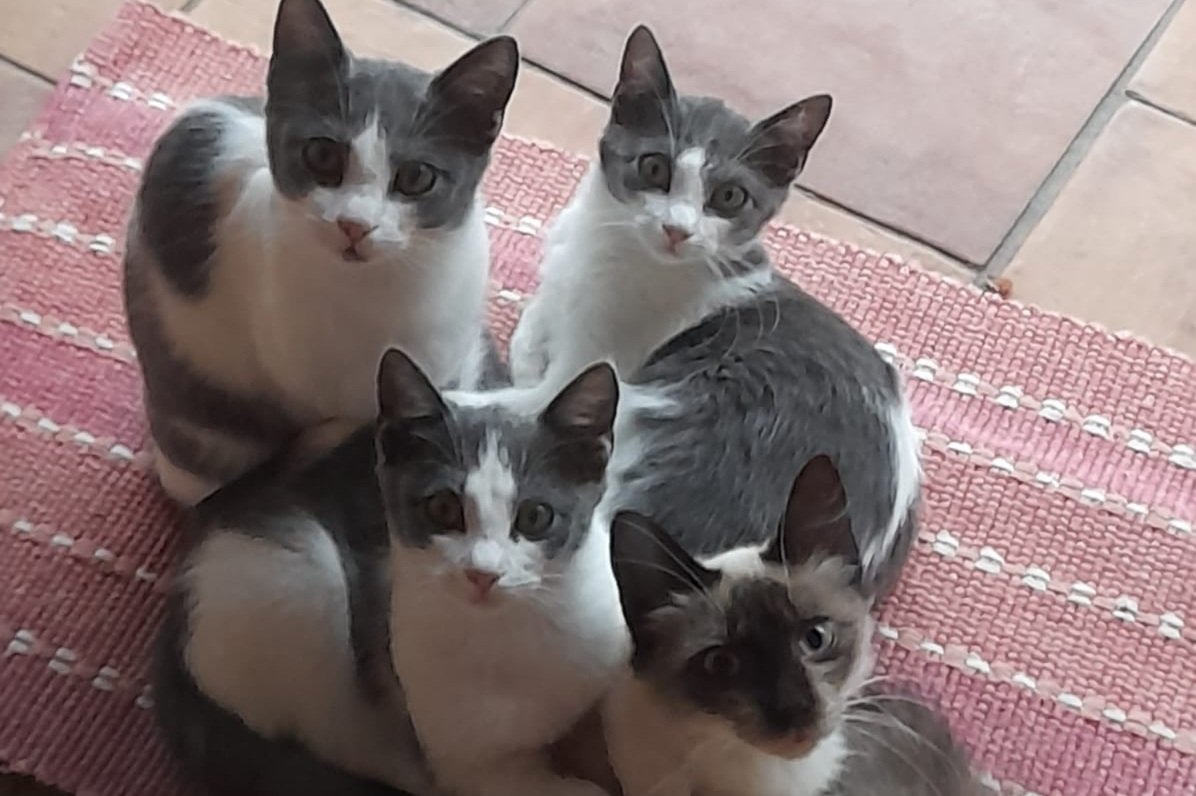 Radio Zampetta Sarda: super adozione del cuore a Sanluri per 4 cuccioli