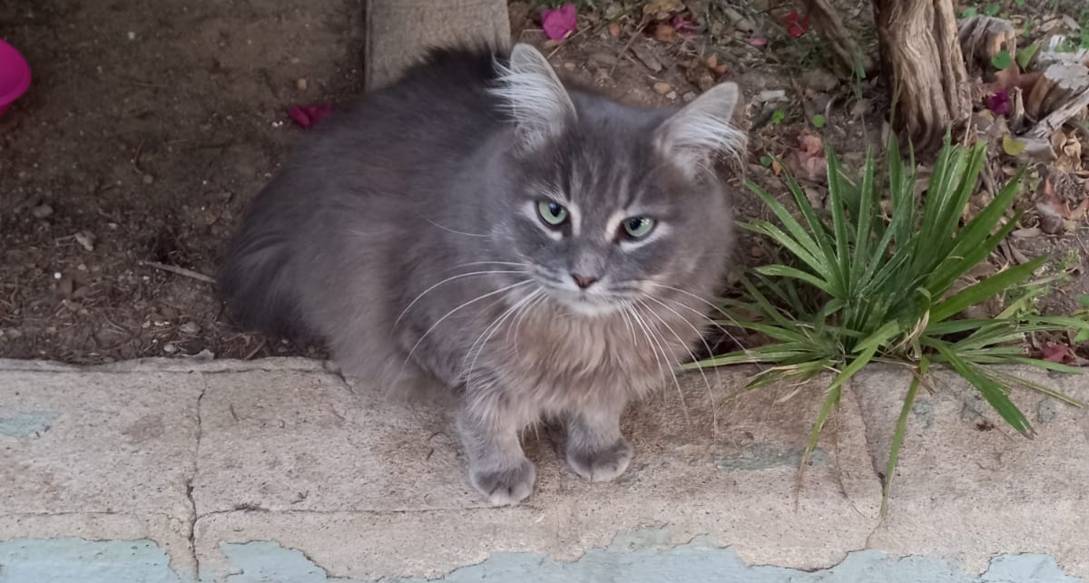 SOS per Nuvoletta: la gattina che vive nel giardino del comune di Quartu è scomparsa
