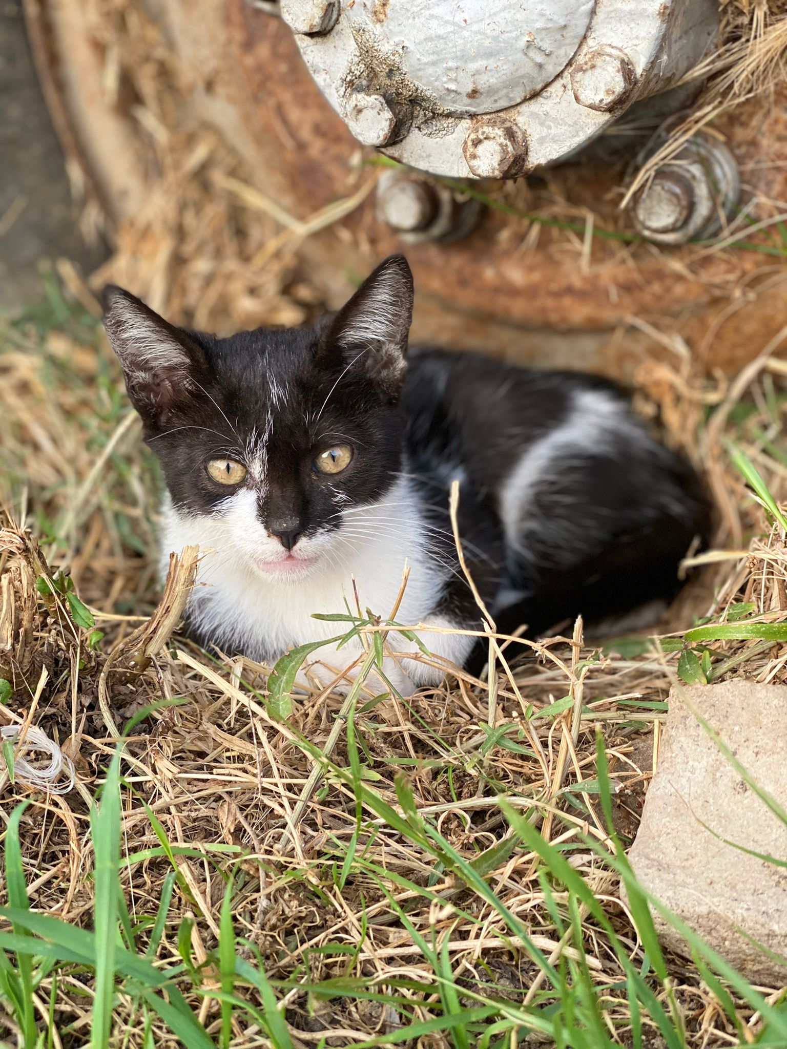 Ennesimo abbandono di una gattina: ha 3 mesi, chi la adotta?