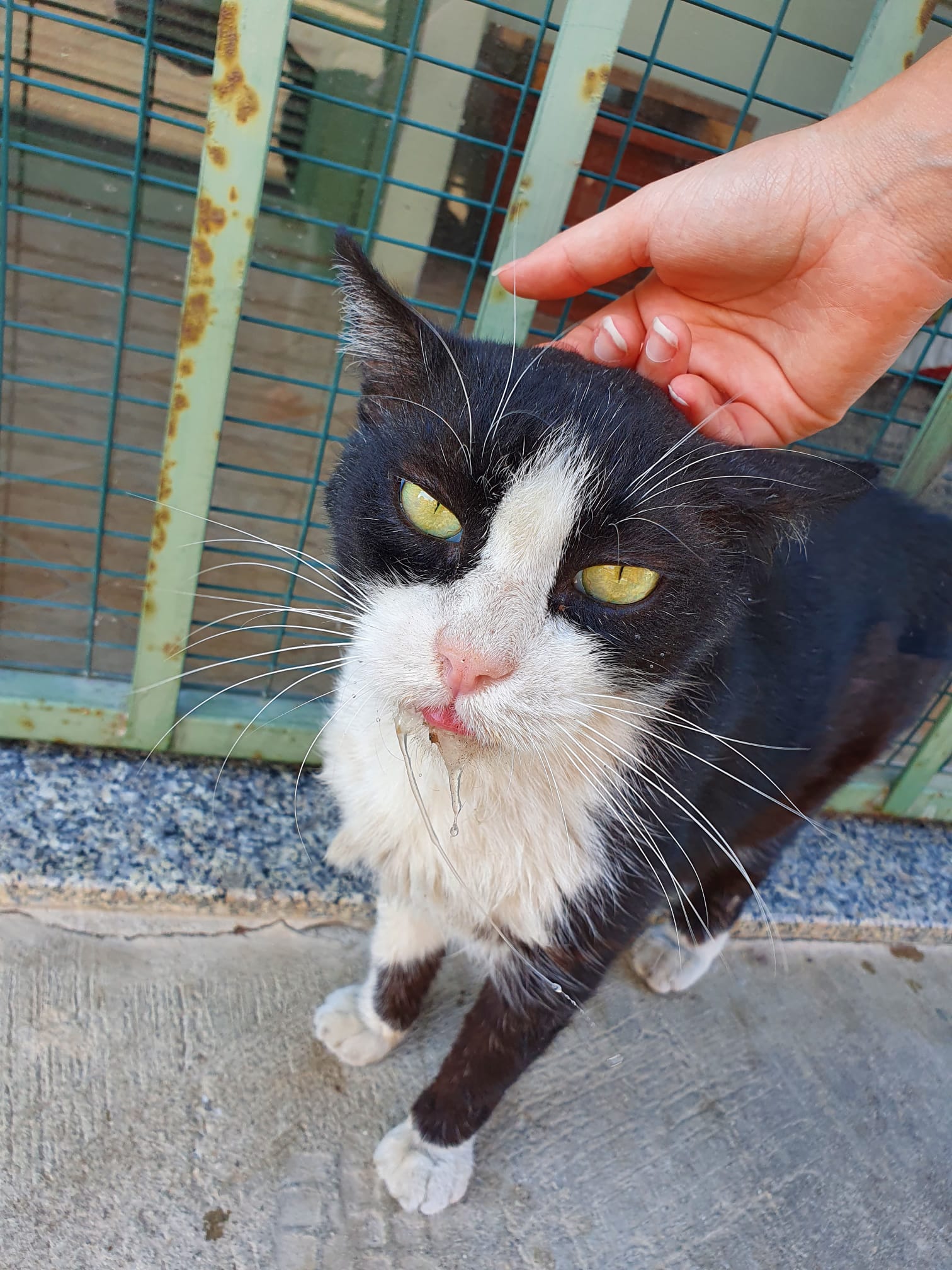 Radio Zampetta Sarda: raccolta fondi per sostenere le cure per Felix