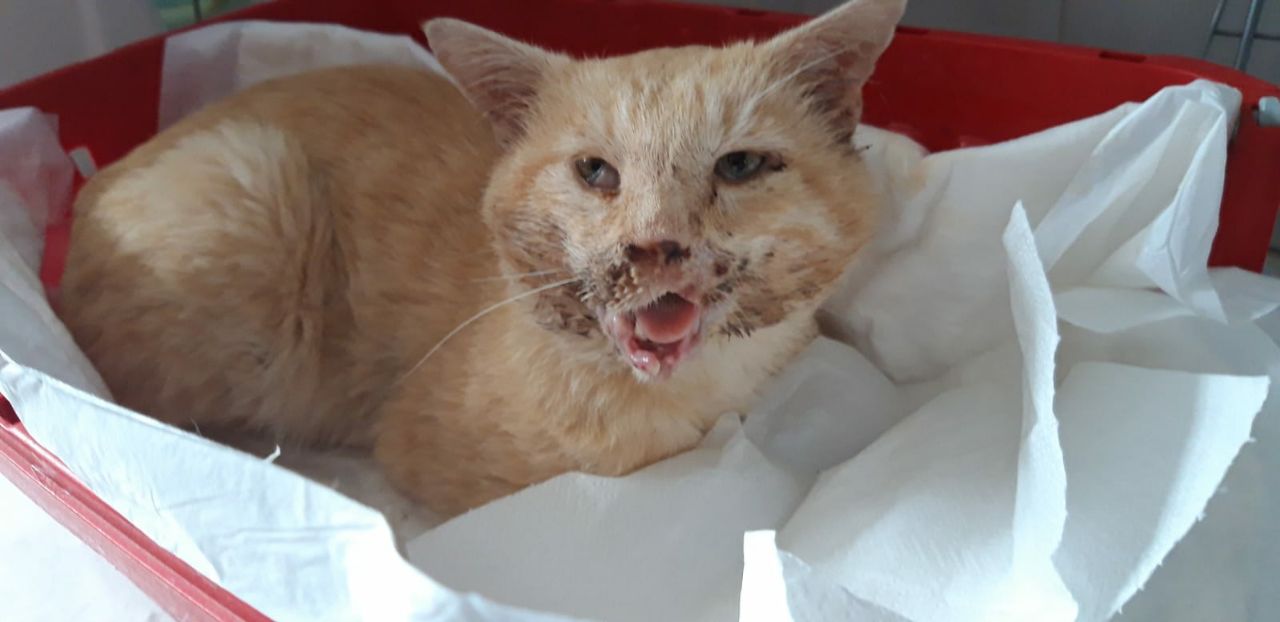 Radio Zampetta Sarda: cercasi adozione per un gatto investito a Cagliari