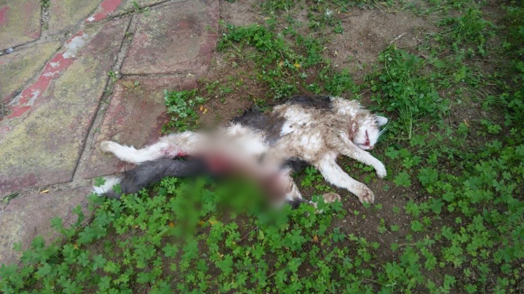 Maracalagonis, strage di gatti a Torre delle Stelle: “Sbranati dai cani randagi anche nei giardini delle case”