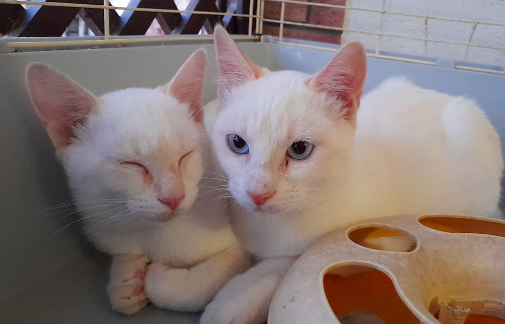 Radio Zampetta Sarda: adozione di coppia per due gemellini