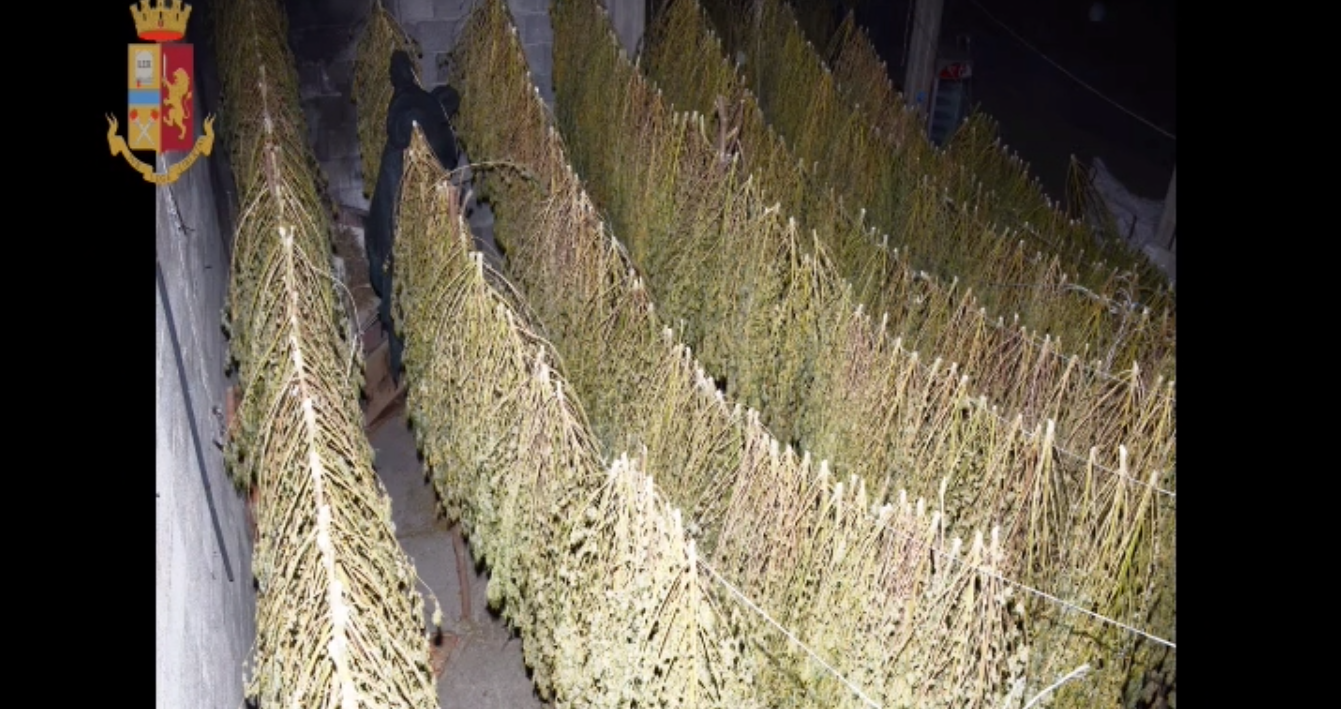 Maxi sequestro a Zerfaliu: 3 mila piante di canapa indiana e 450 kg di marijuana, 2 arresti