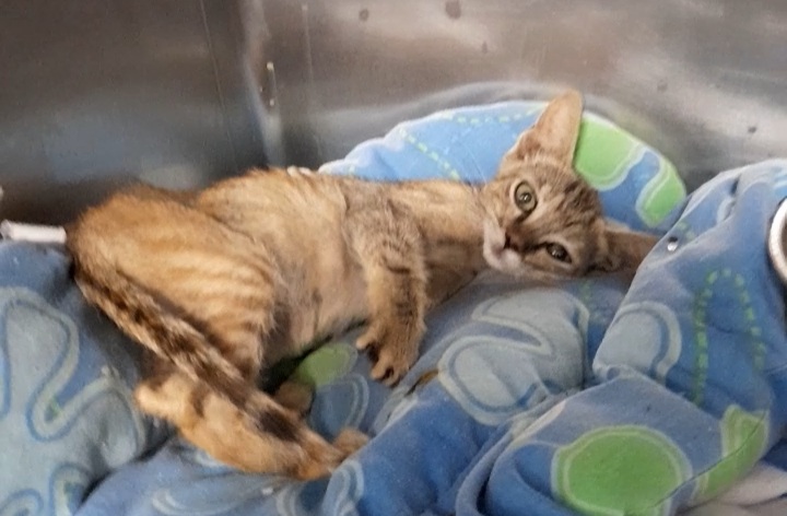 A Radio Zampetta Sarda l’appello per Hope, avvelenata a 40 giorni di vita