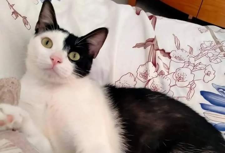 Quartu, cercasi Mio disperatamente: l’appello a Radio Zampetta Sarda