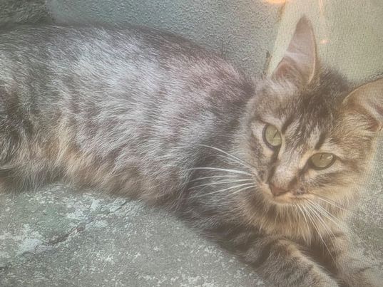 Quartu, appello per adottare una bellissima gattina di 4 mesi: “Gira da sola nel quartiere”